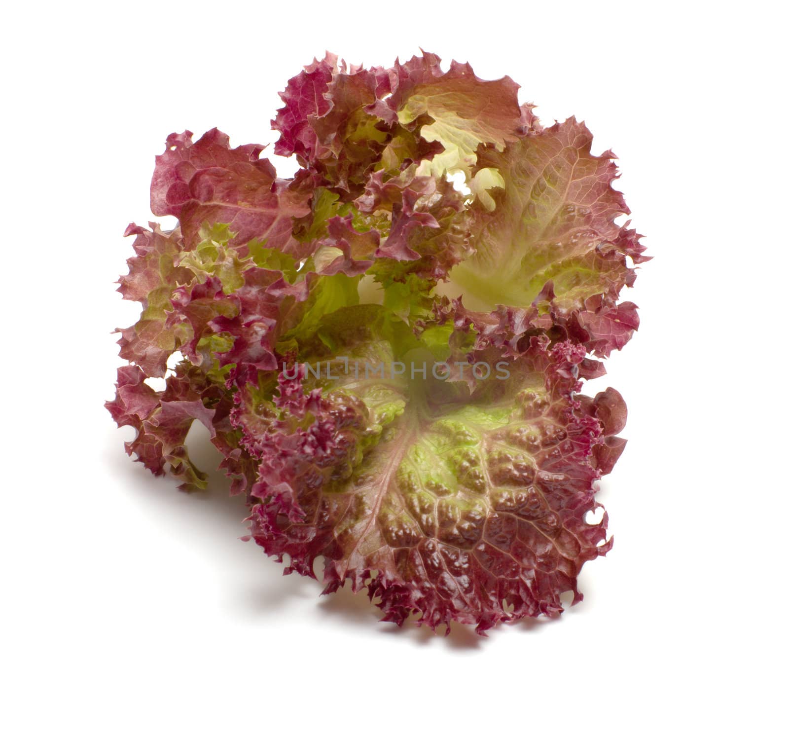 Leaves of red  lettuce on a white background.