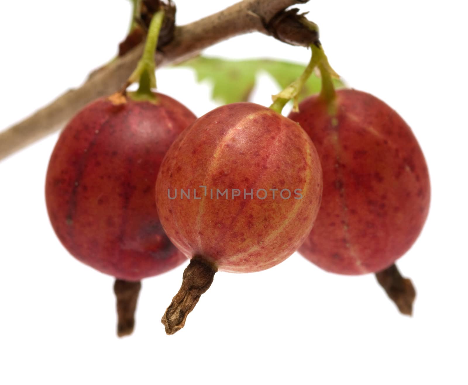 Gooseberries on a branch close-up isolated on a white background.