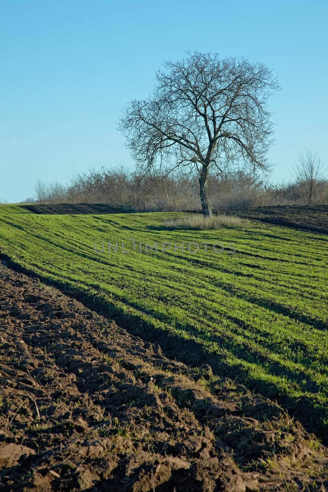Lonely tree on an agricultural field