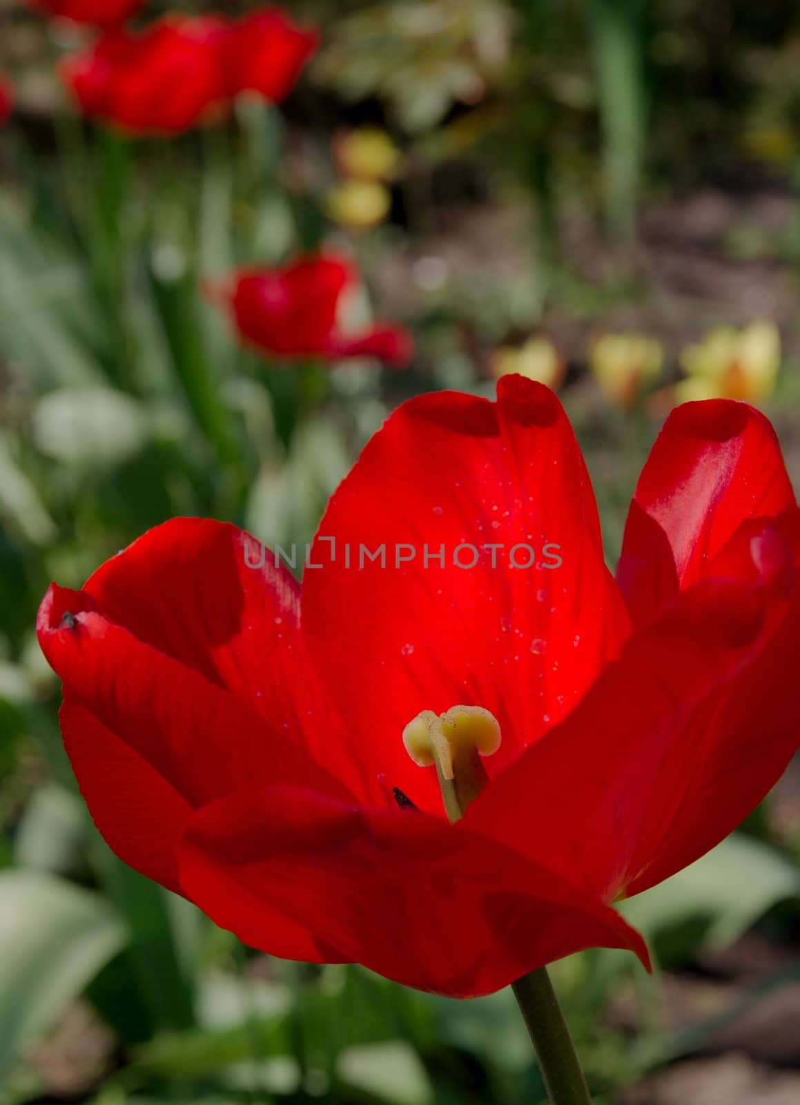 Red tulip in a garden