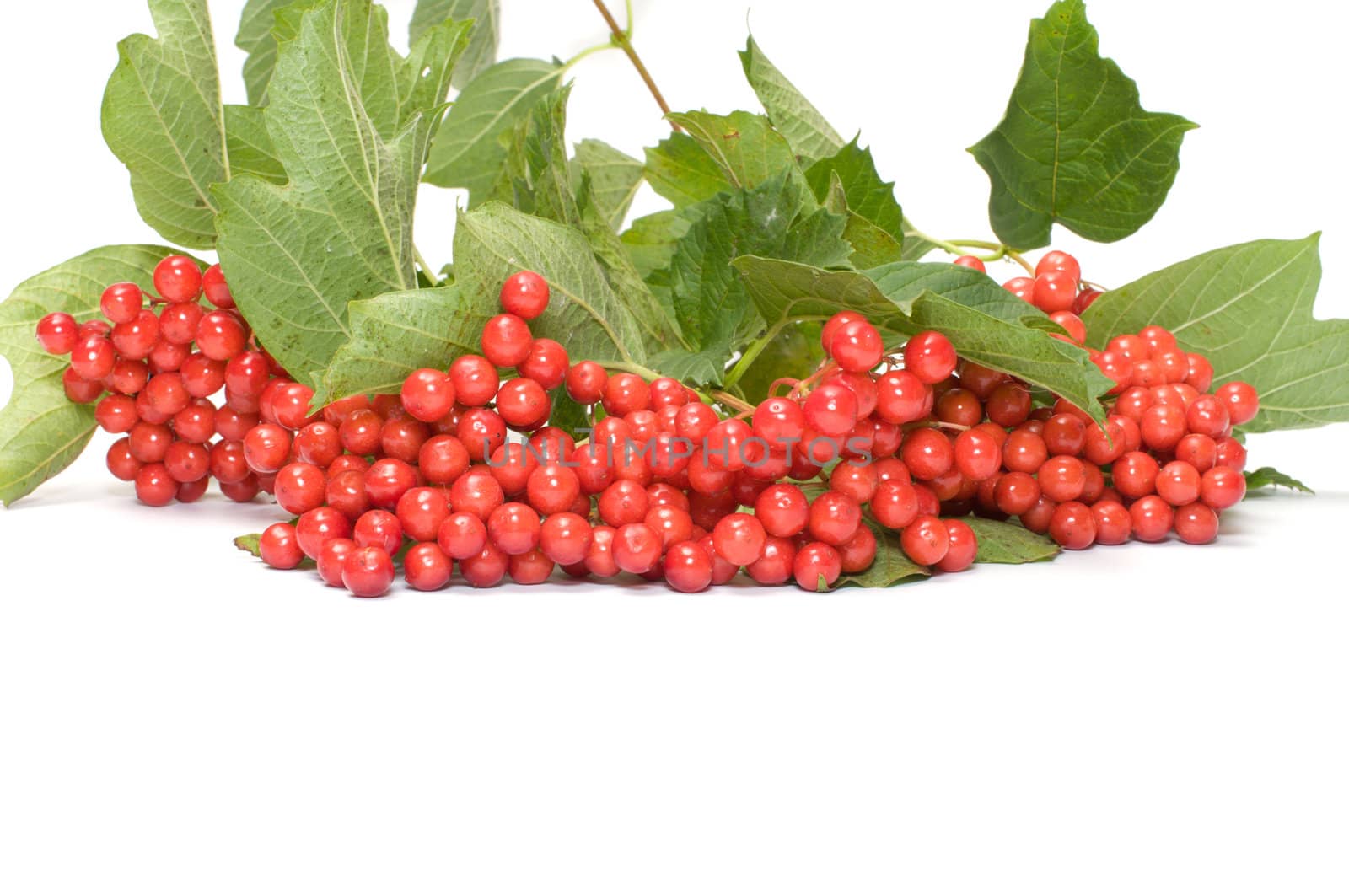 Guelder-rose berries on a branch it is isolated on a white background