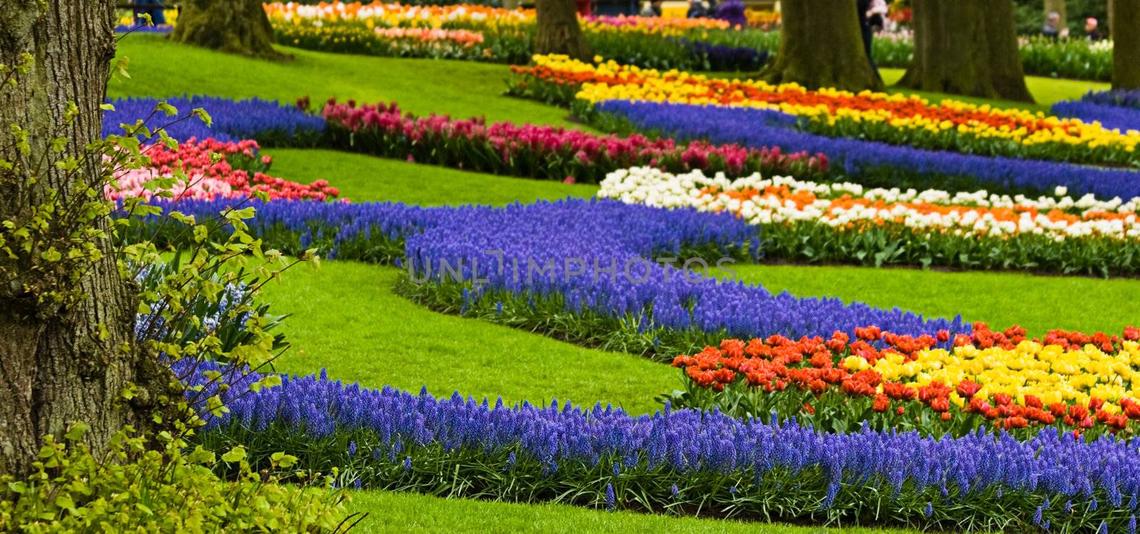 Colorful borders with springflowers in the park by Colette