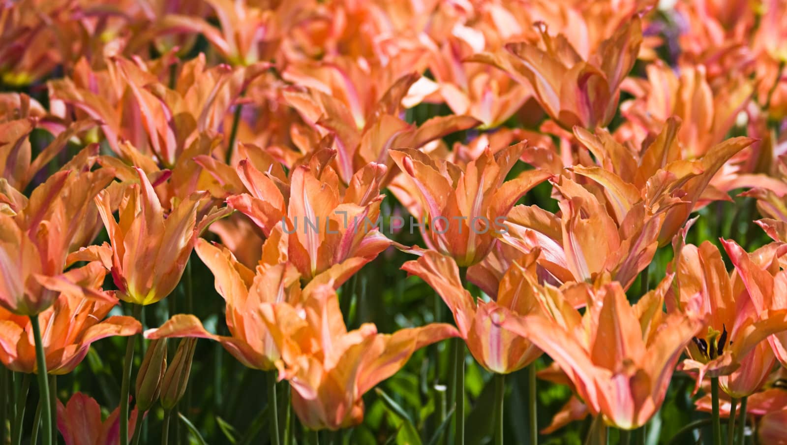 Close up of group with salmon-orange colored tulips in spring