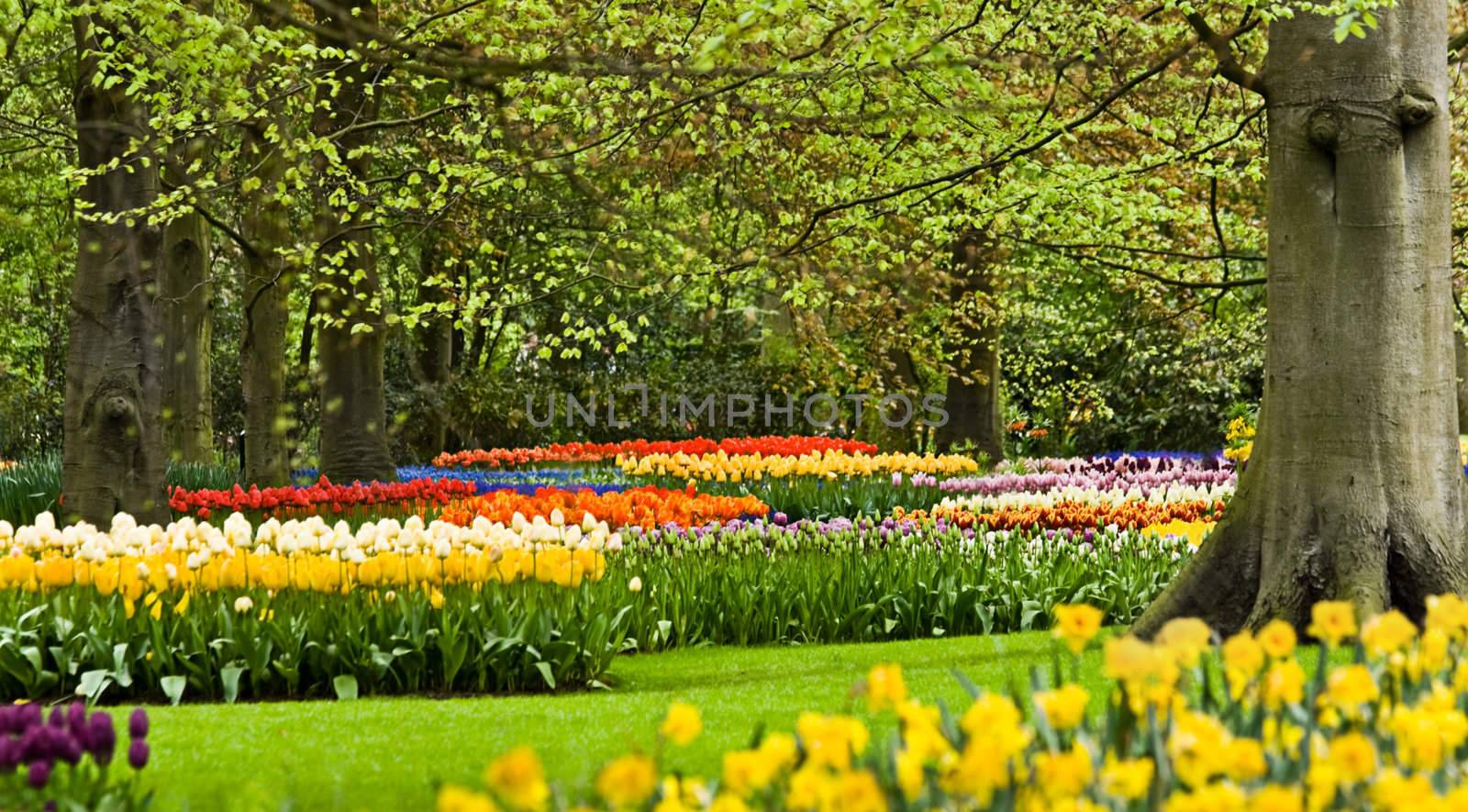 Colorful borders with tulips are blooming under beechtrees in spring