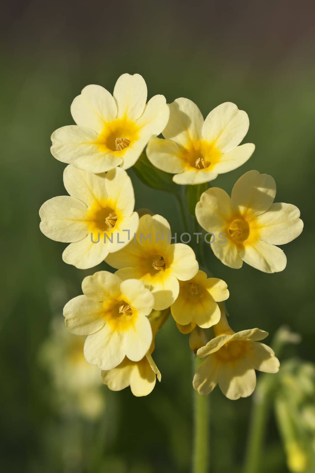 This image shows a macro from a little cowslip bloom