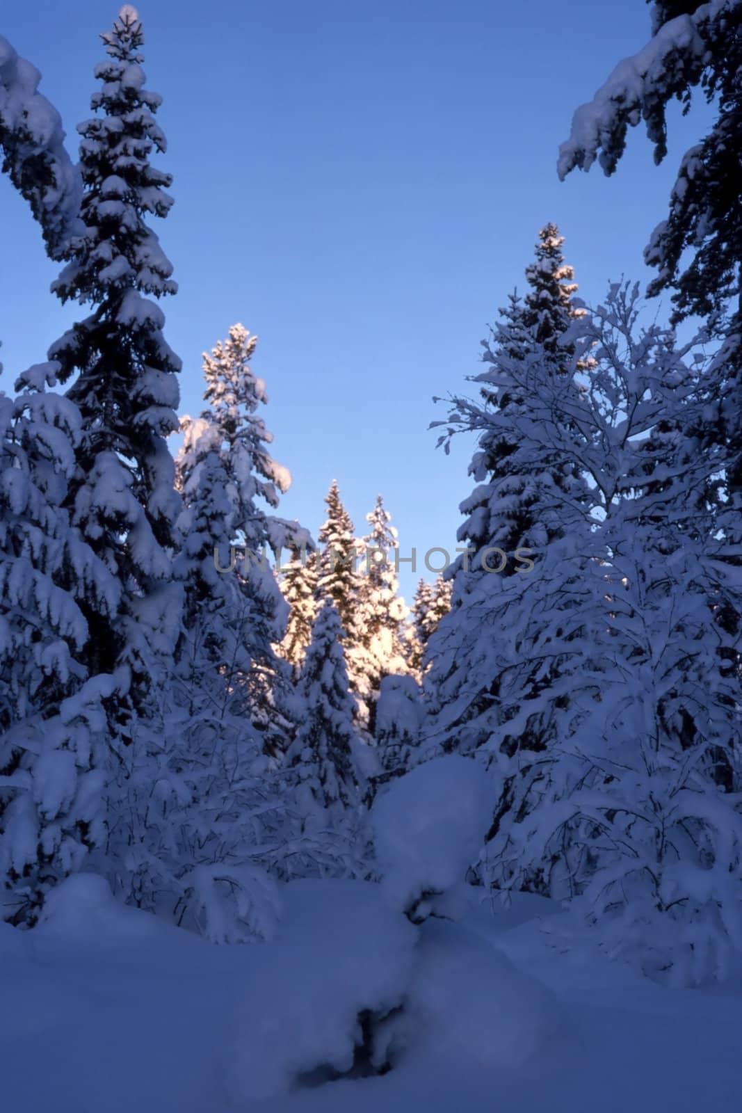 Beautifull snowy trees in forest with sunshine