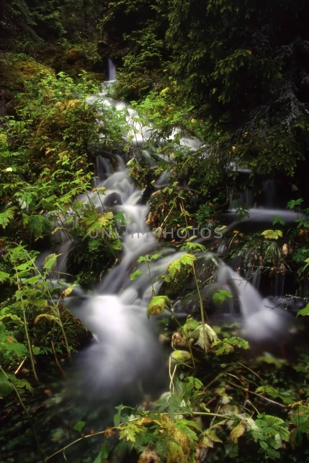 Small and nature stream in mountain