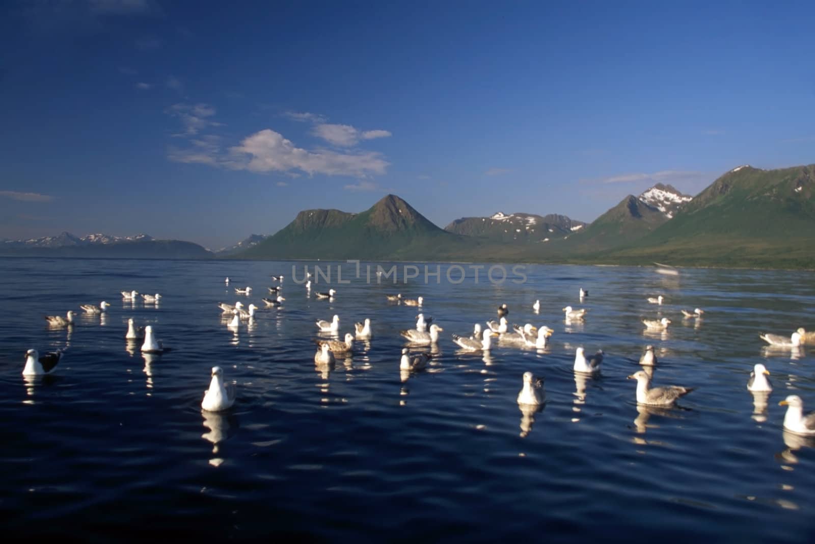 seagull in the sea of Norway with blue sky and mountain