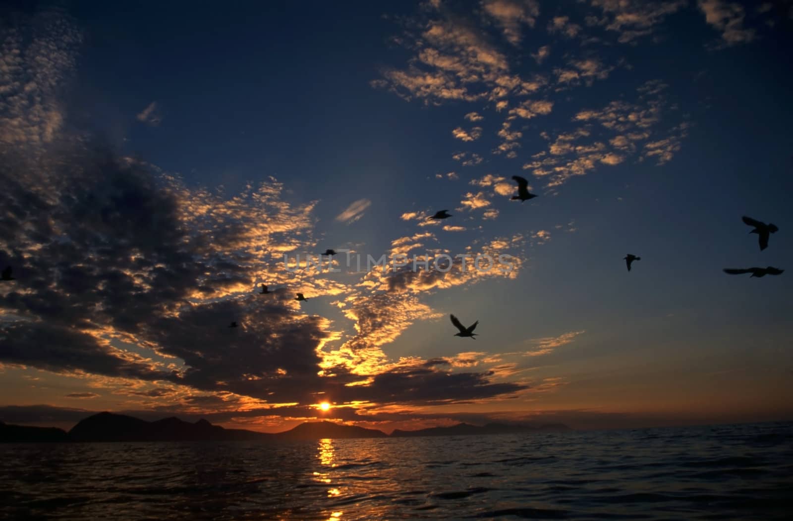 seagull in the sky and sunset over the sea