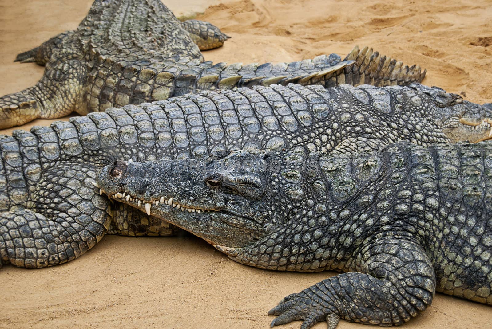 Crocodiles lying next to each other on sand