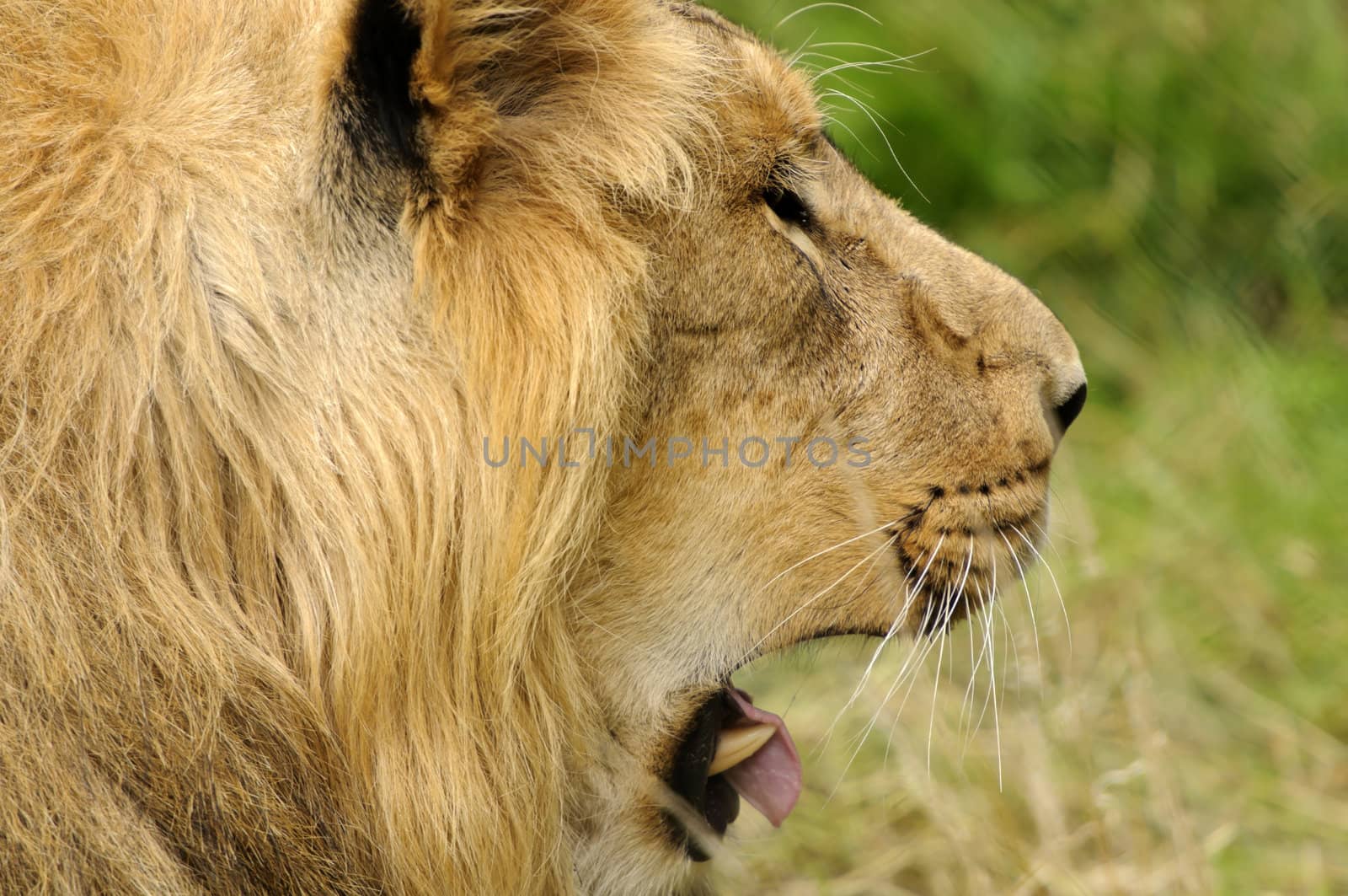 Close up of a Lion (Panthera leo)
