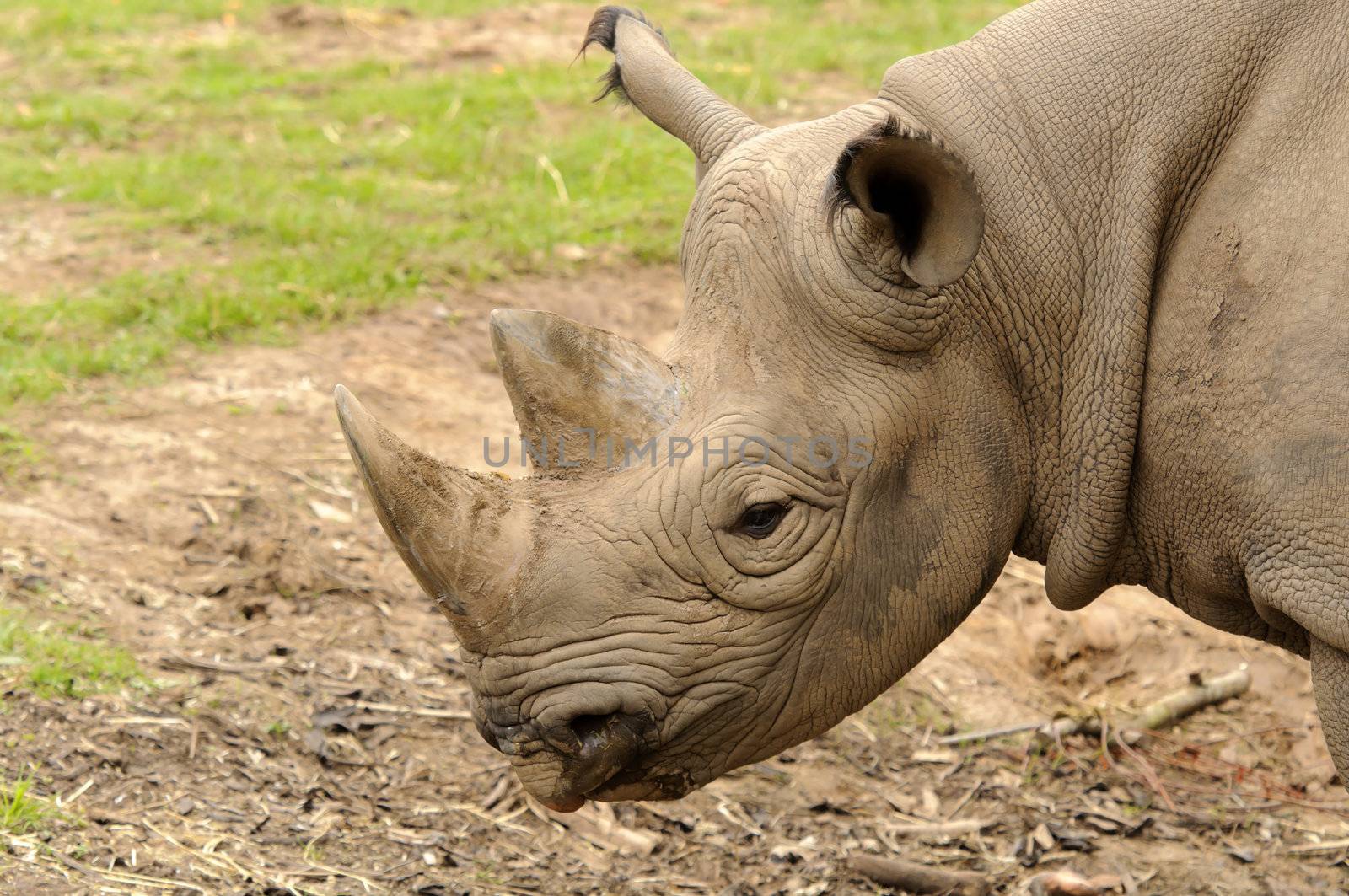 Black Rhinoceros or Hook-lipped Rhinoceros (Diceros bicornis)
