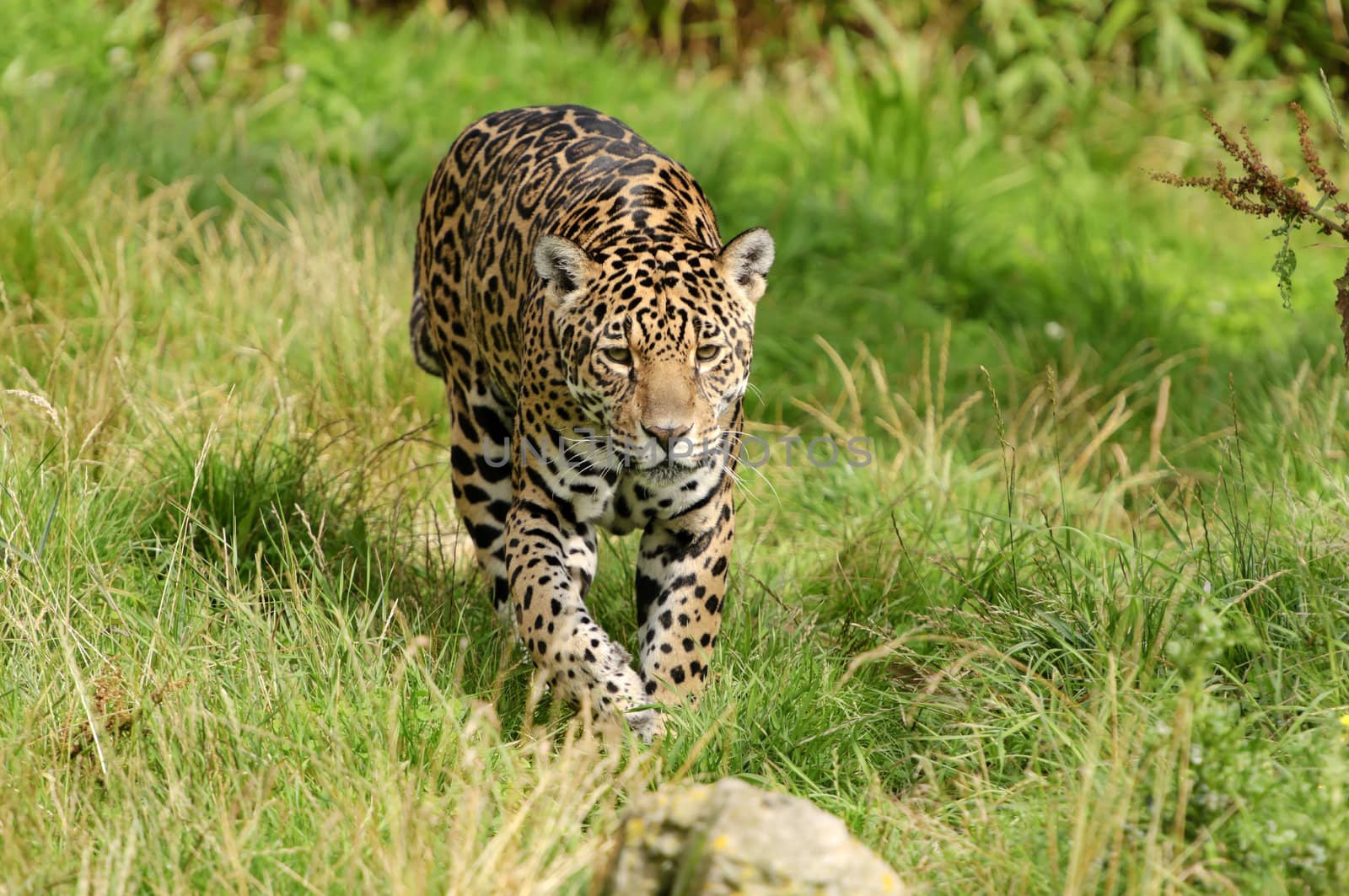 Close up of a Jaguar (Panthera onca) in forest
