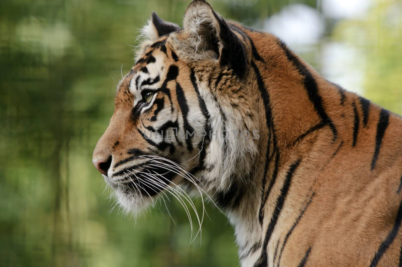 Closeup of Sumatran Tiger (Panthera tigris sumatrae)