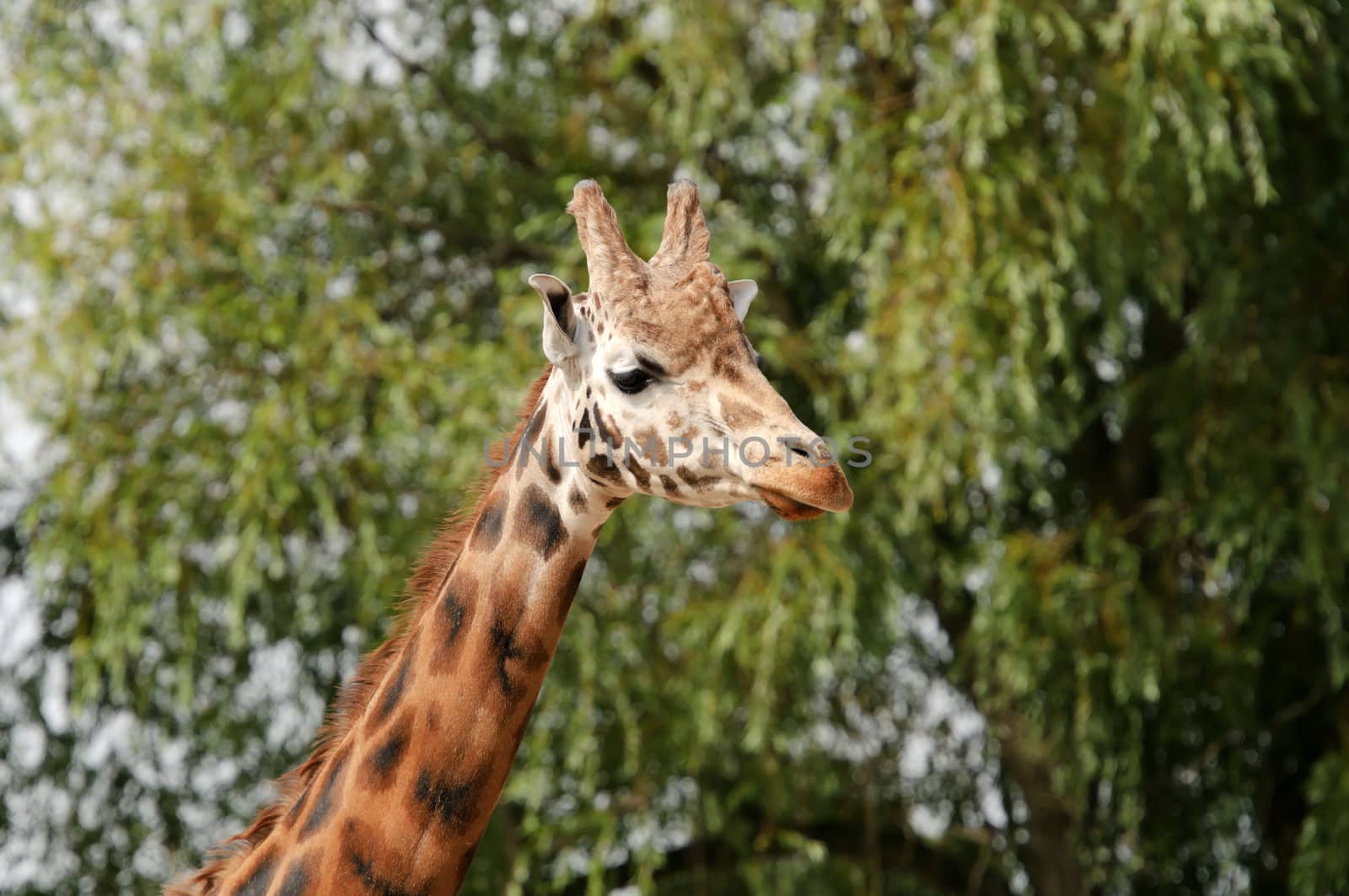 Close up of a Giraffe (Giraffa camelopardalis rothschildi) 