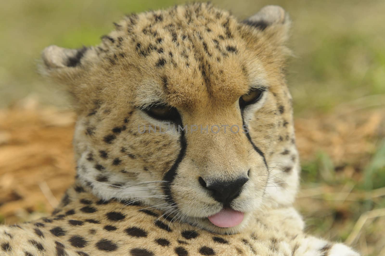 Close up of Cheetah (Acinonyx jubatus soemmeringii)