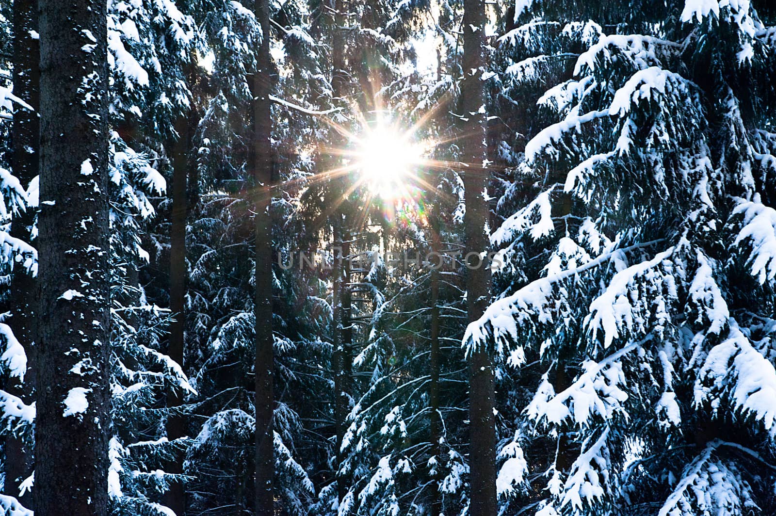 Sun looking throught snowy Fir Tree, taken with D700