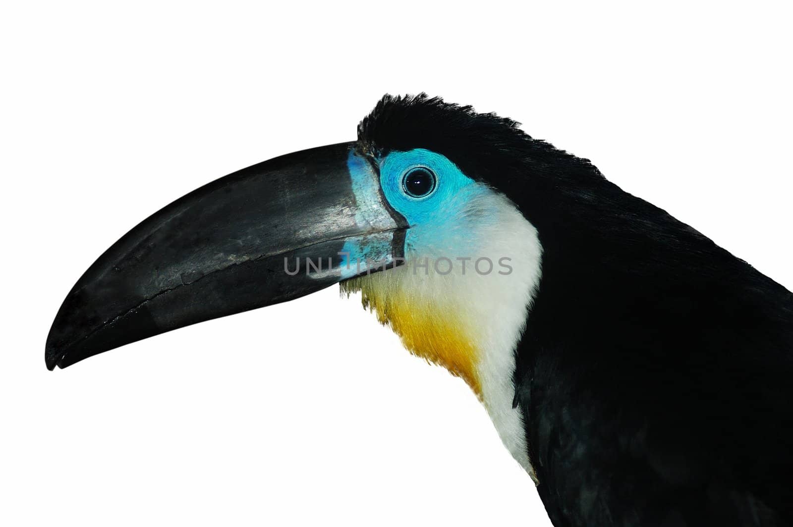 Portrait of channel-billed Toucan isolated on white background.