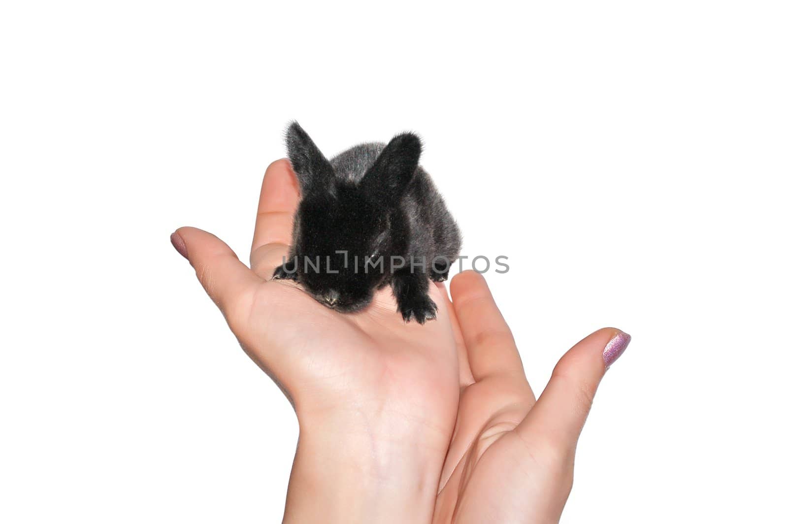 A little baby bunny sitting on a hand of a woman. Picture isolated on white background.