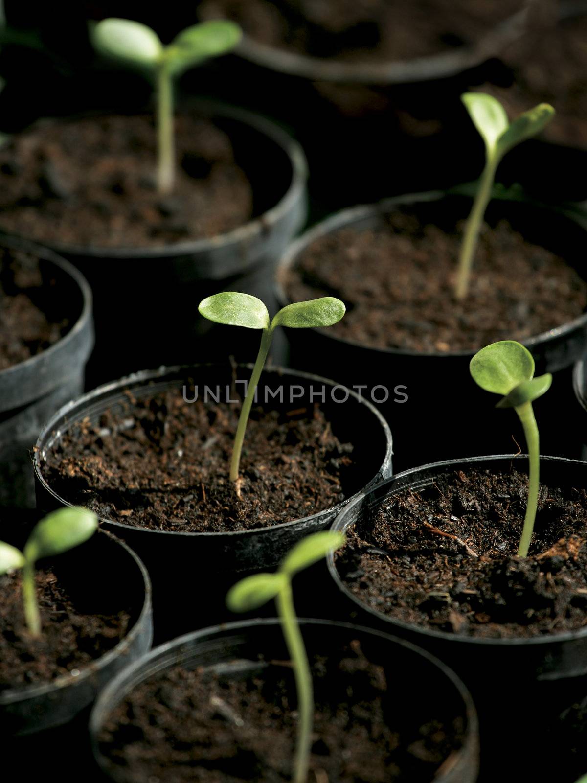 A shallow depth-of-field image of the sprouting of sunflowers.  Focus is on the leaves of the middle sprout.
