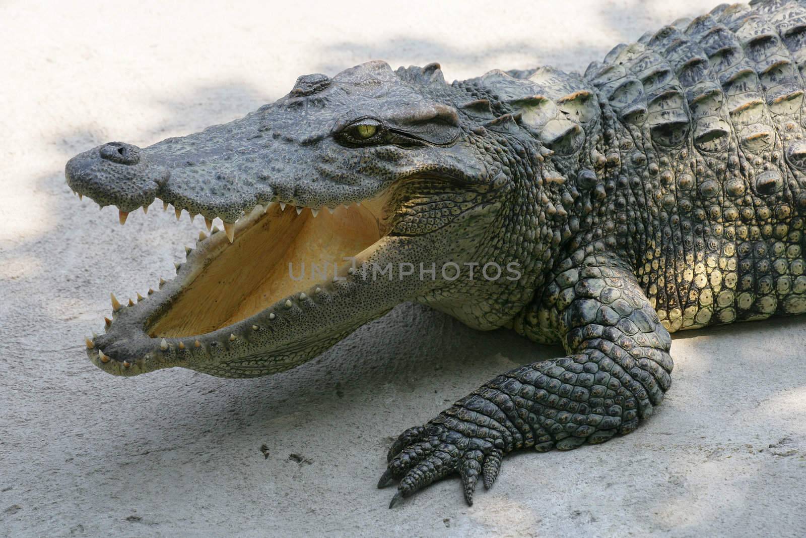 A crocodile in Thailand.
