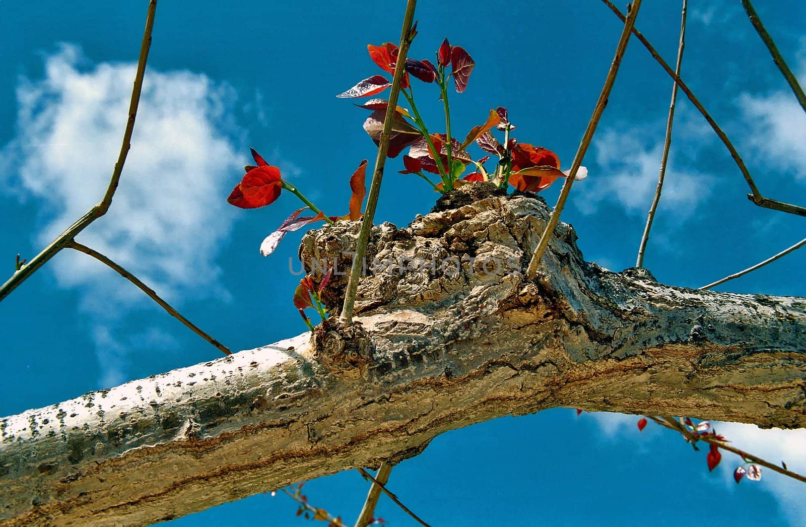 Immature sprouts of an old tree are uprushing to the sky, to New Life, joie de vivre