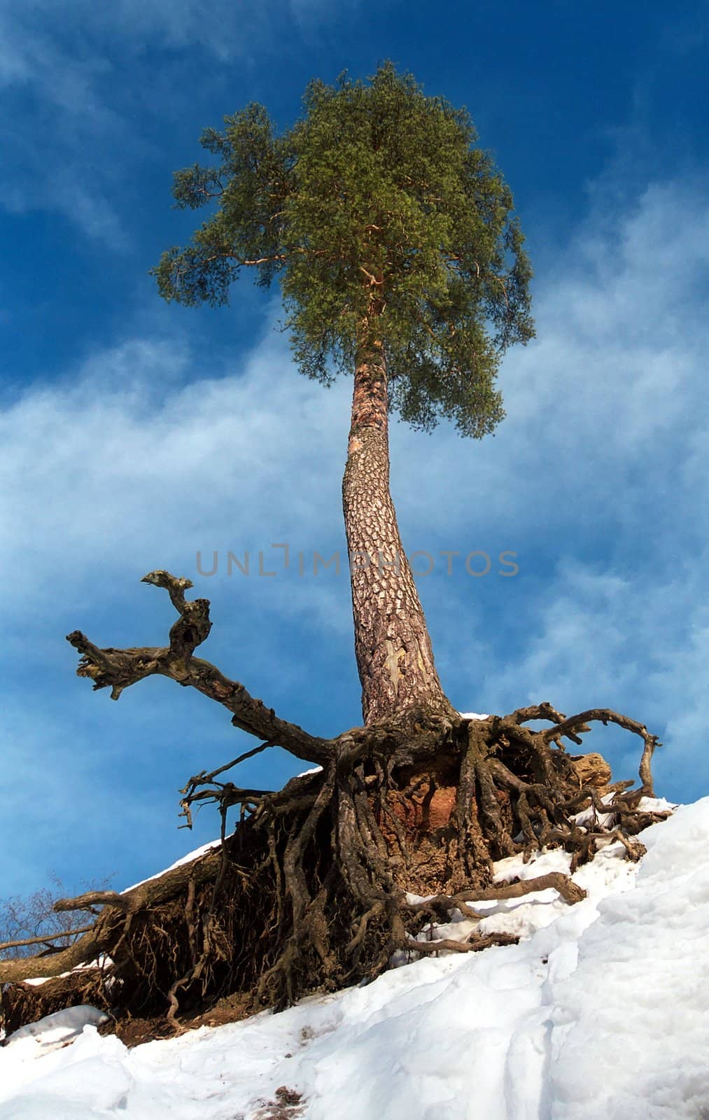 A fantastic pine-tree with it's rootstock like a holderbat is climbing up to the slope