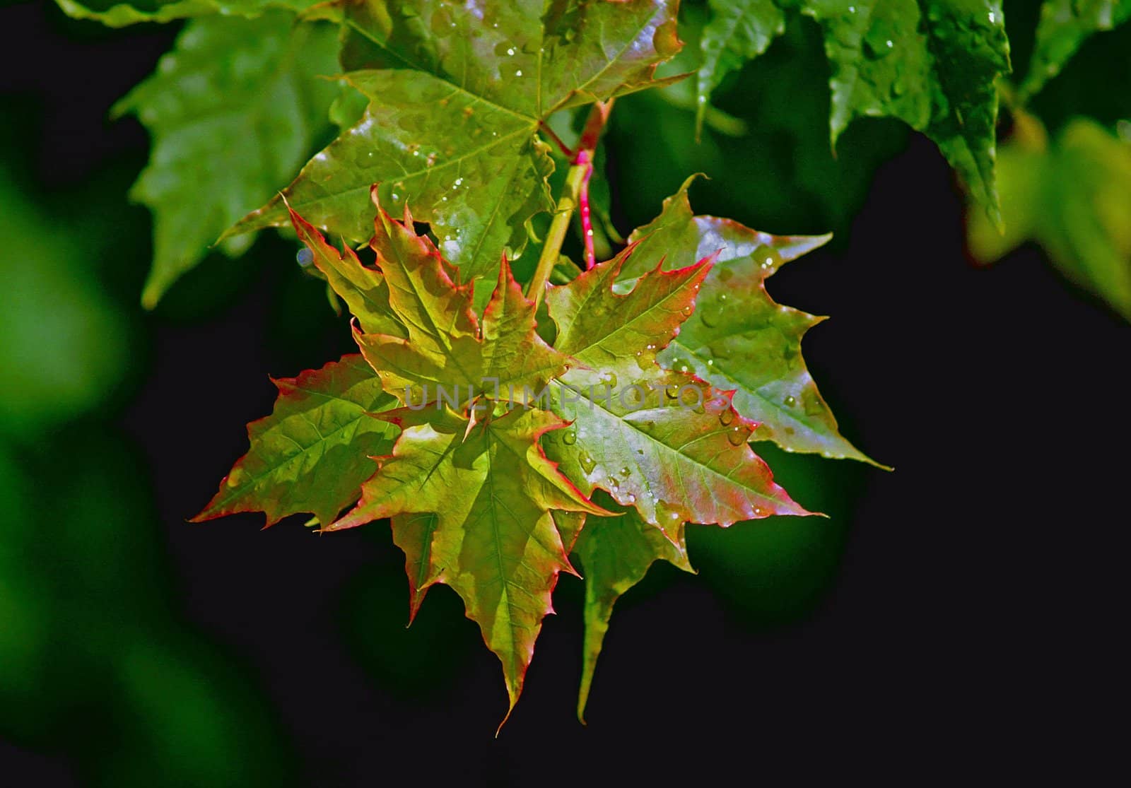 Immature maple leaves are wet with the droops after raining