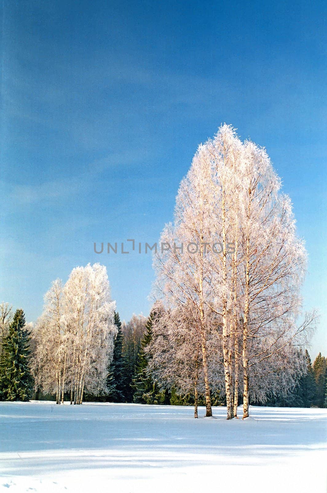 Winter frosting birches are standing in the open air against the massif of other trees