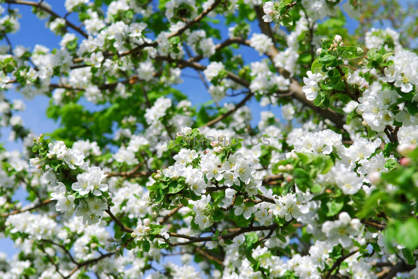 Abundant white blossom of an apple tree in a spring orchard