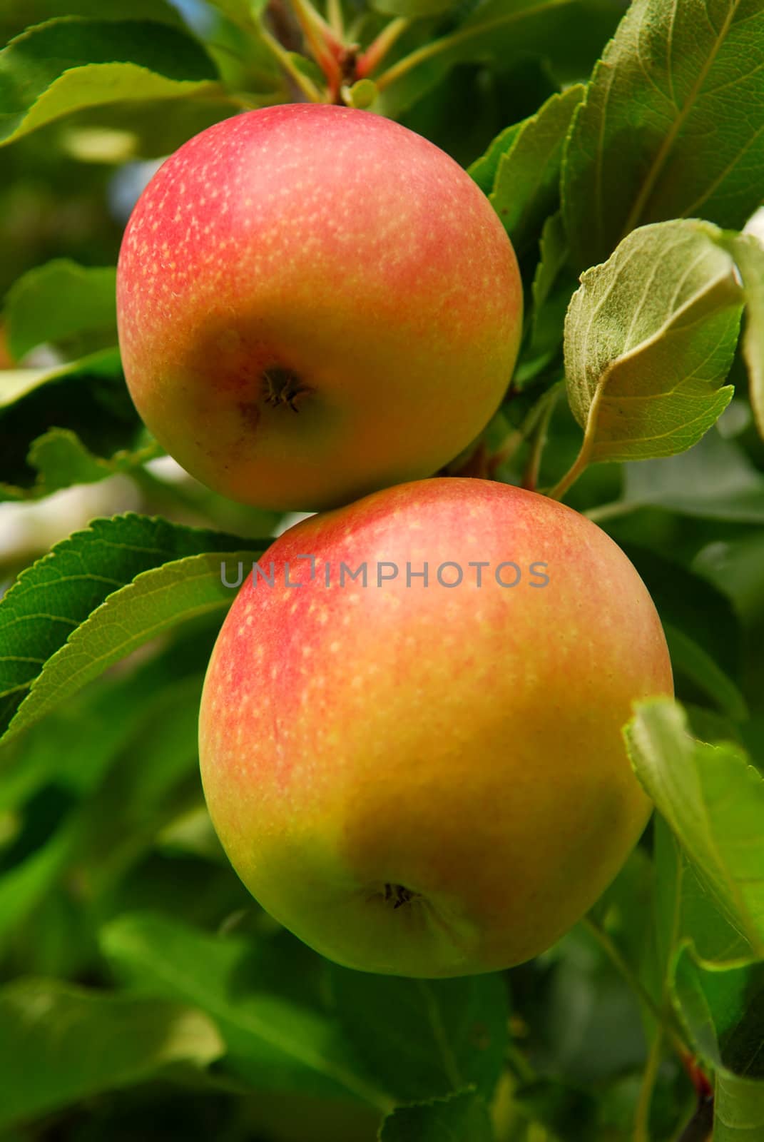 Two ripe red apples on a apple tree branch in an orchard
