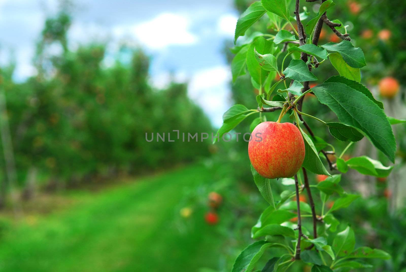 Apple orchard by elenathewise