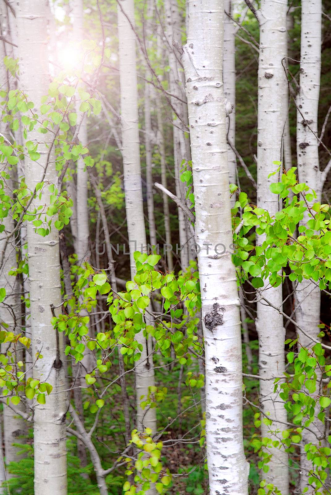 Aspen grove by elenathewise