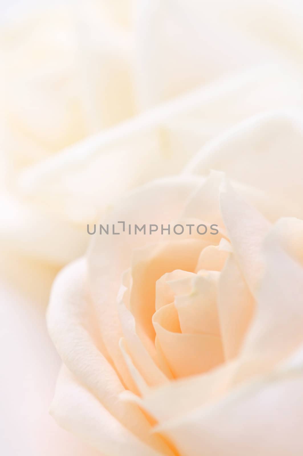Delicate beige roses by elenathewise