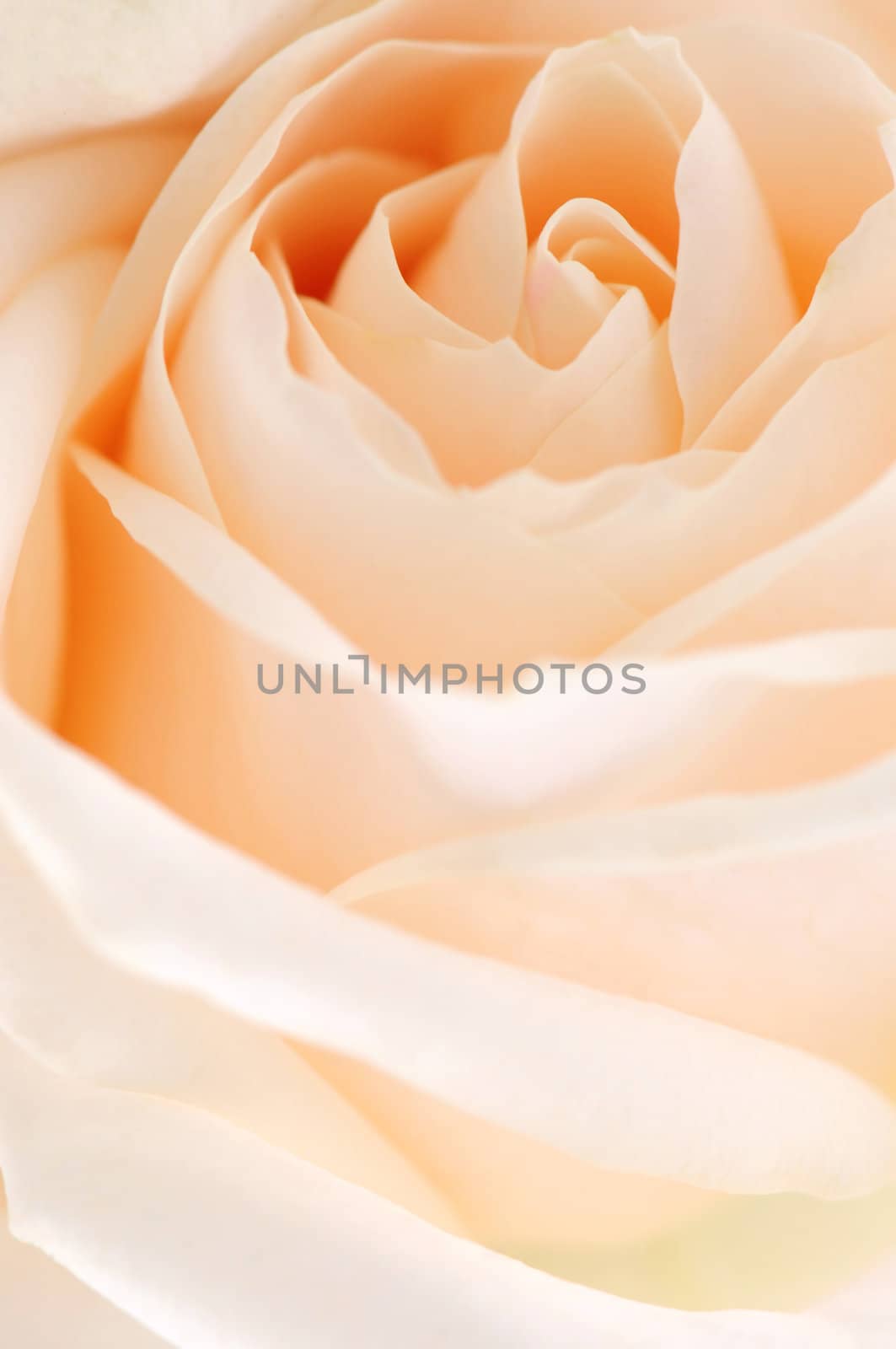 Delicate high key beige rose macro floral background