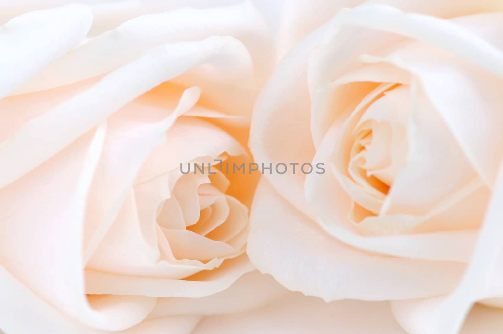 Beige roses by elenathewise