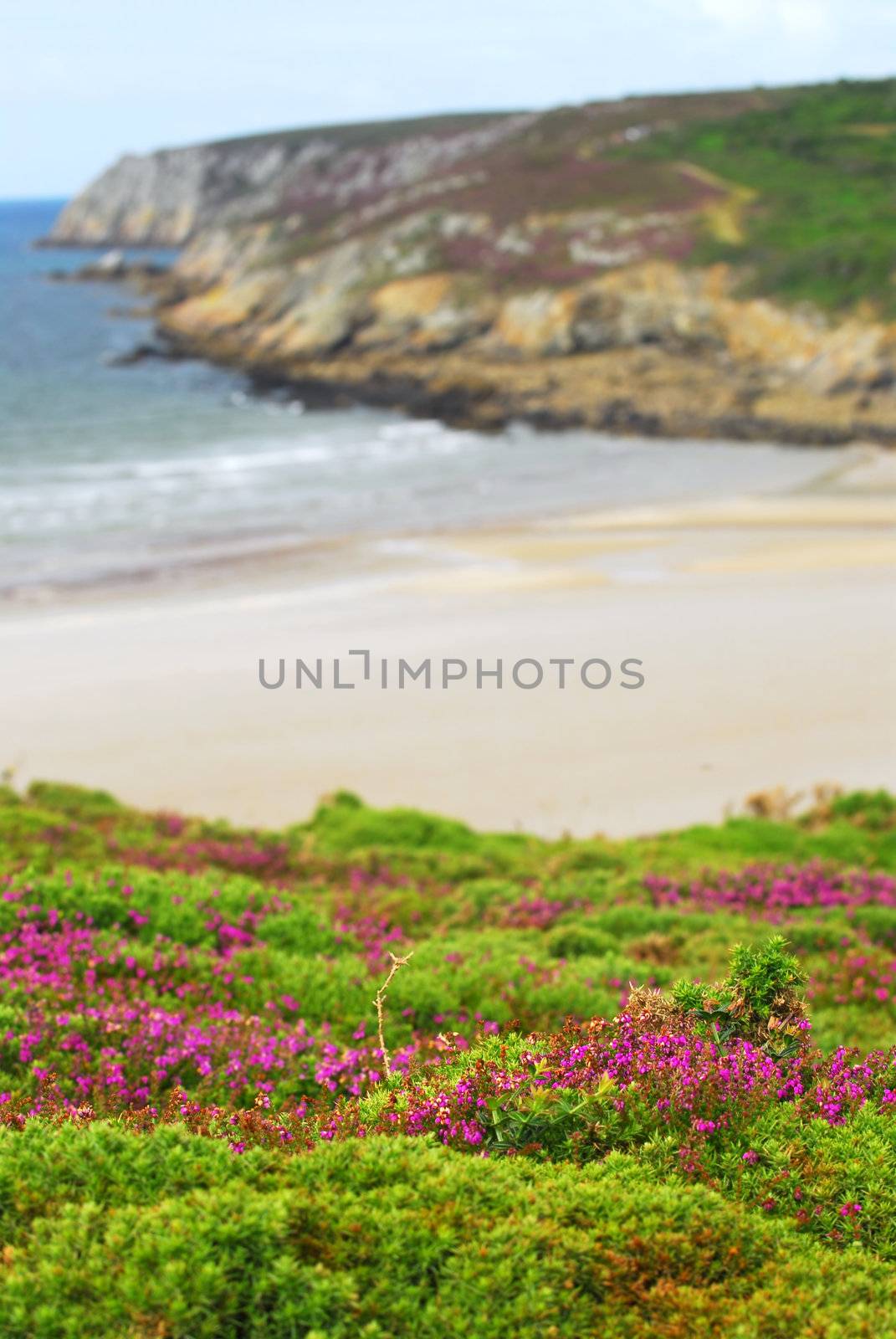Heather blooming at Atlantic ocean coast in Brittany, France