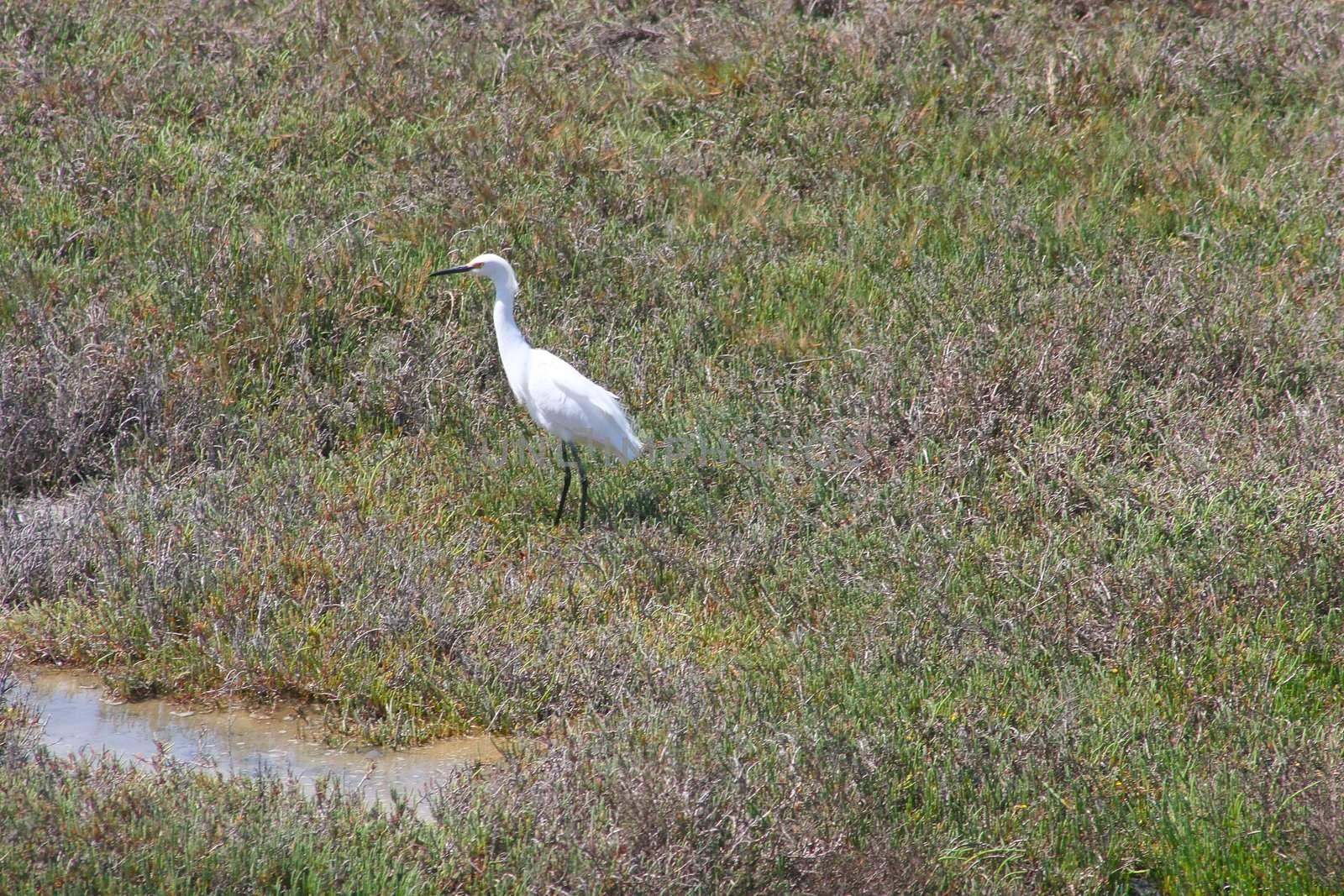 White Egret by melastmohican