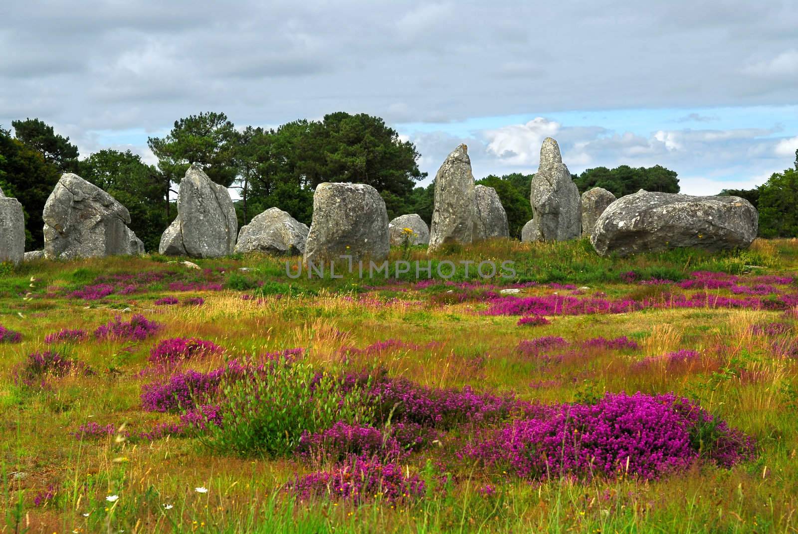 Heather blooming among prehistoric megalithic monuments menhirs in Carnac area in Brittany, France