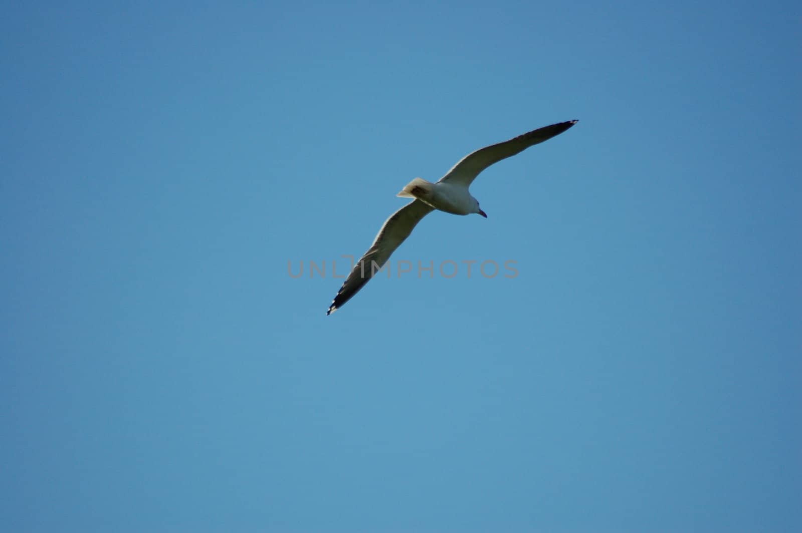 Soaring bird with wings open across a deep blue sky