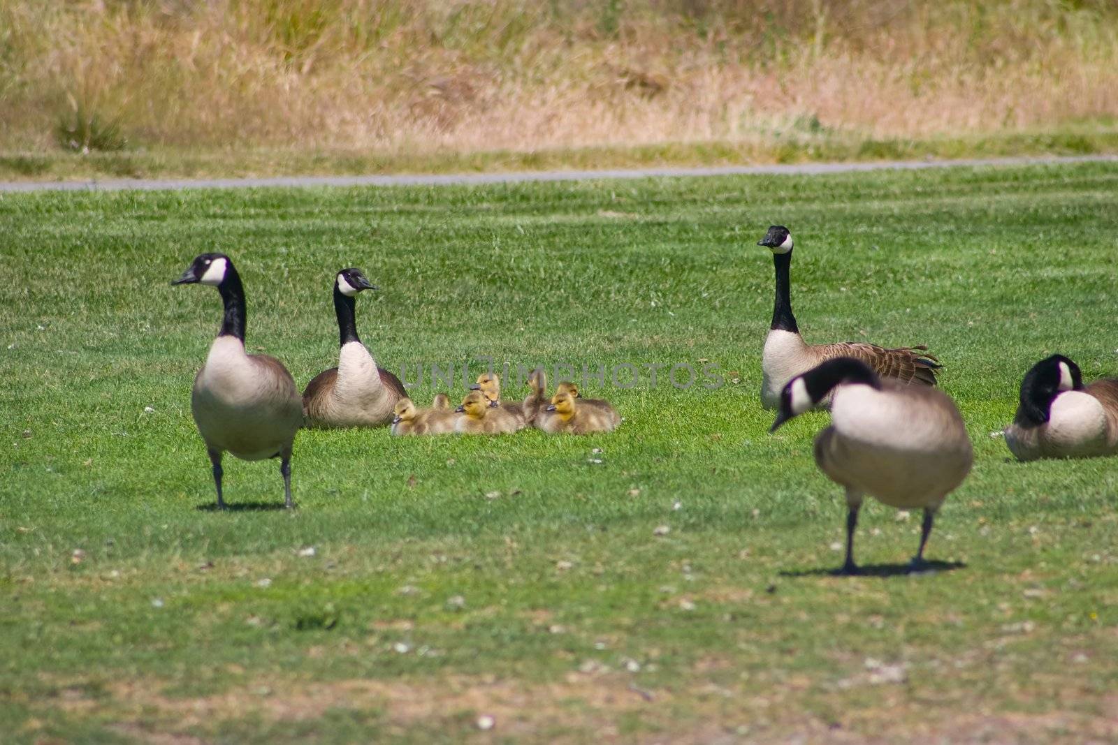 Gooses guarding babies in Shoreline Park