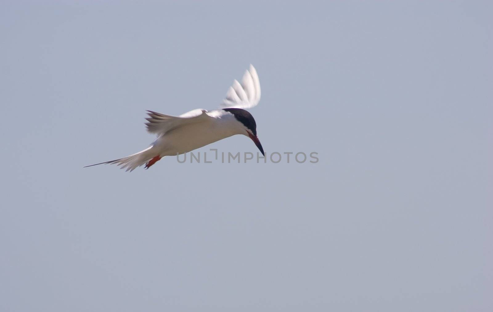Little tern by melastmohican