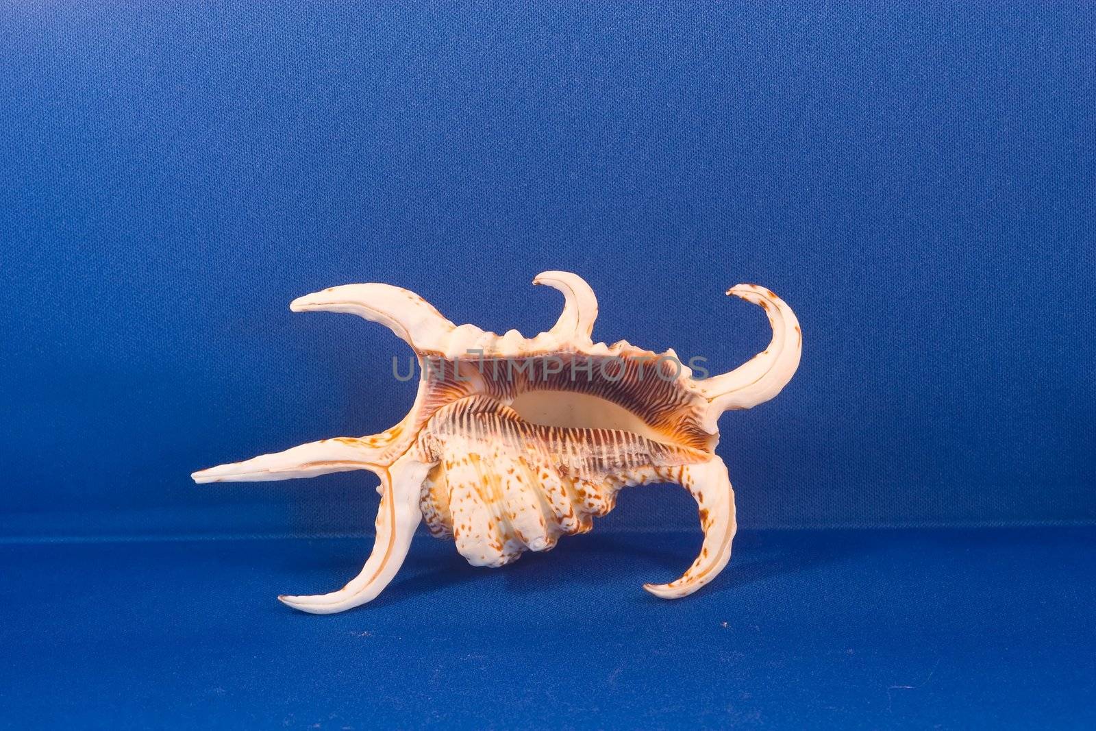 A seashell is the common name for a hard, protective outer layer created by a marine organism or sea creature. In addition to seashells, there are also several different types of non-marine animal shell in the natural world.