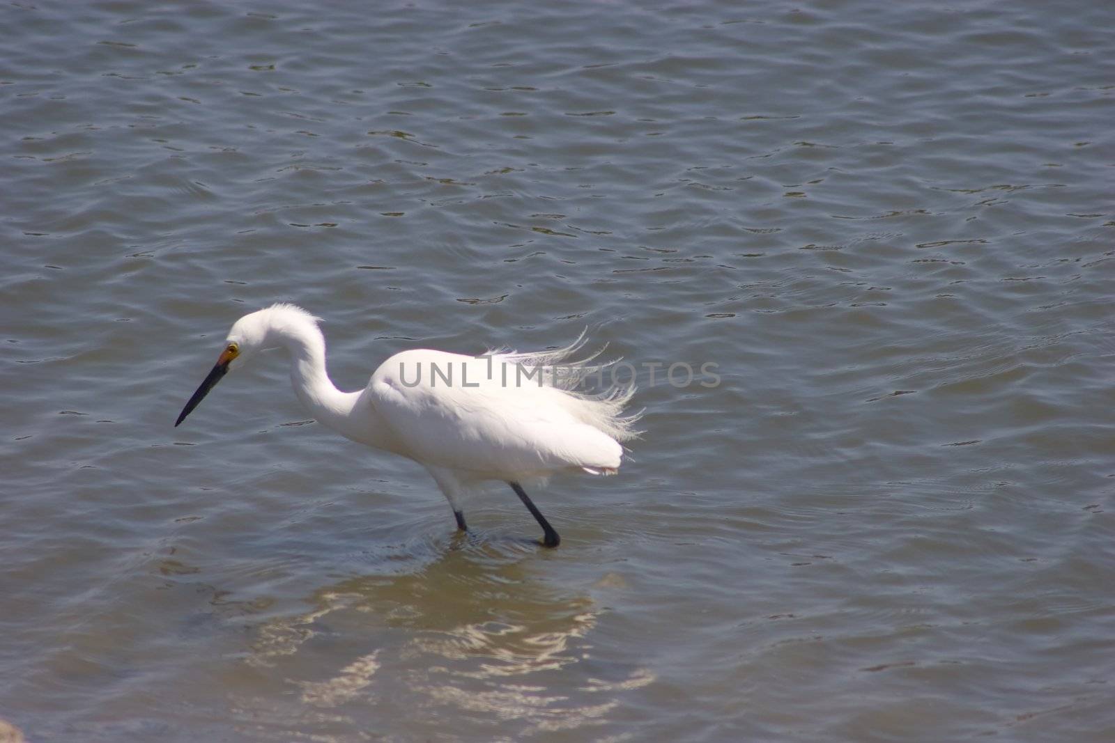 White Egret by melastmohican