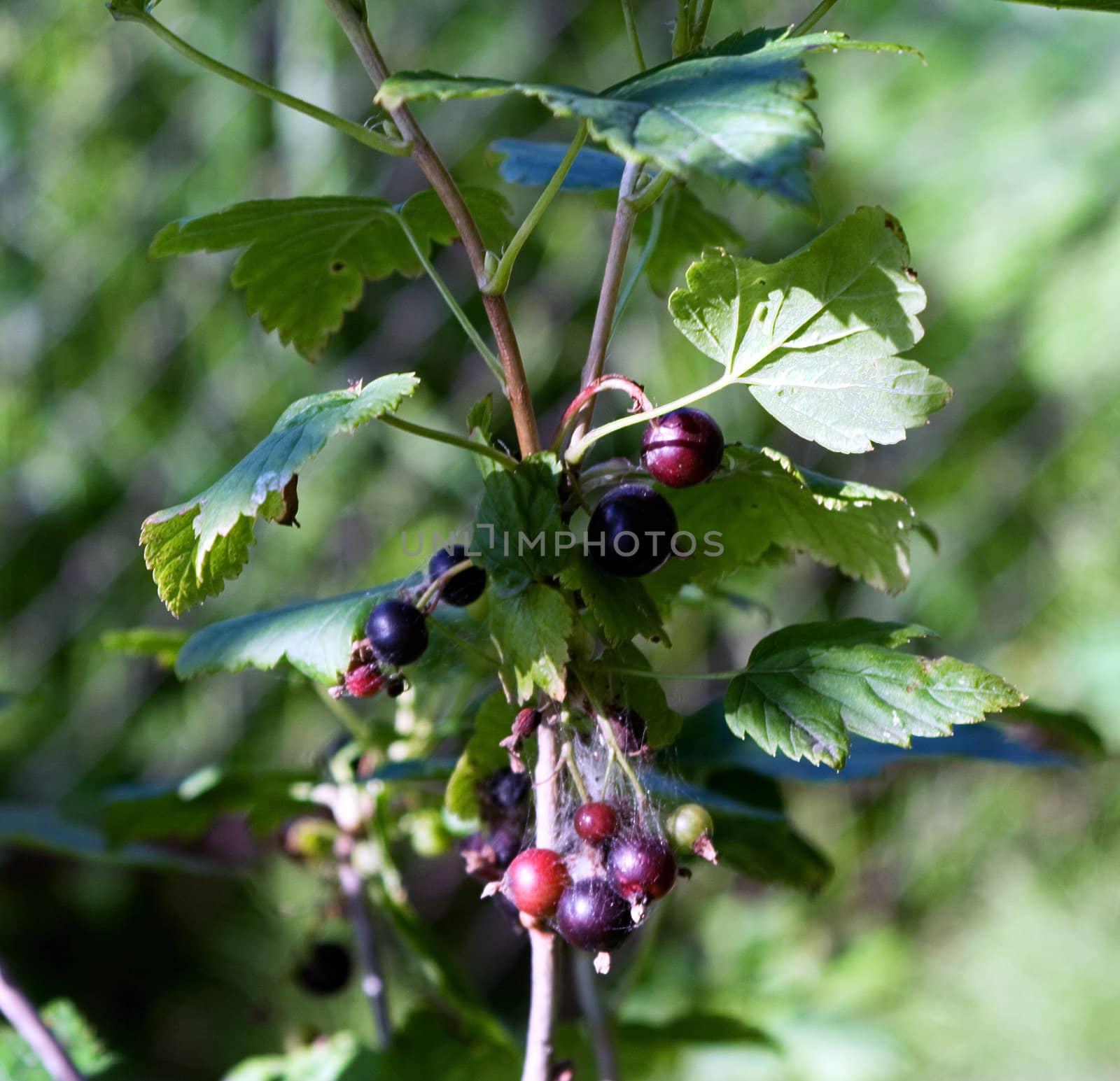 bunch of black currant with berry. close-up.