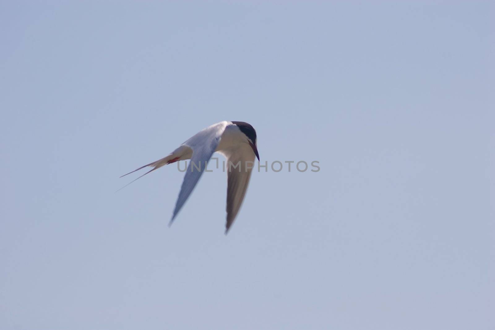 Little tern in Shoreline Park