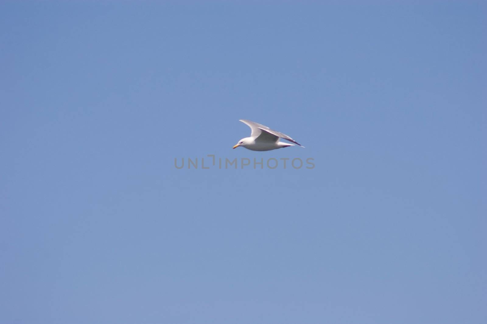 Flying seagull in Shoreline Park