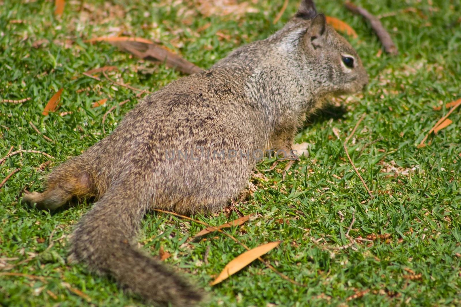 Grey Squirrel in Shoreline Park