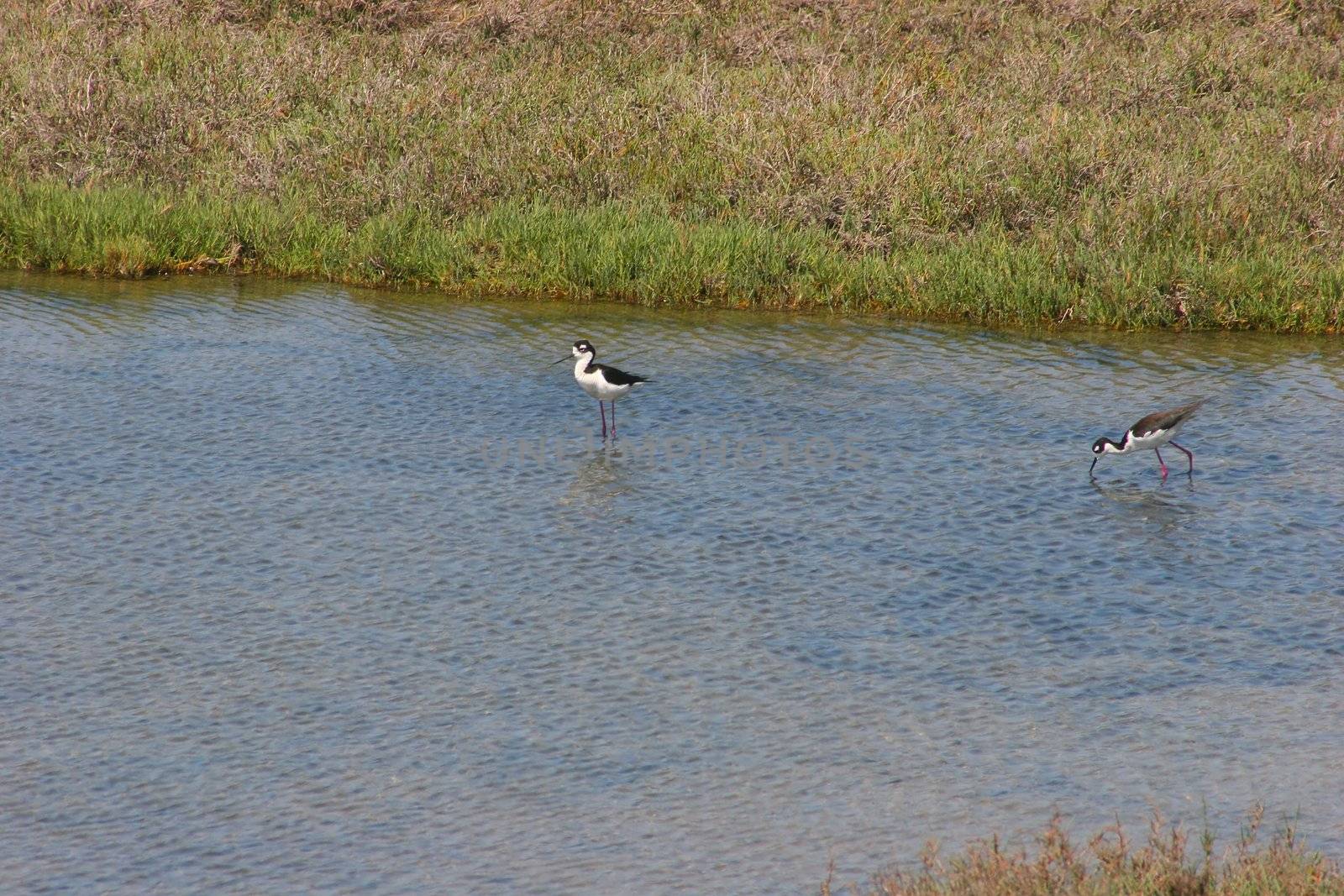 Little tern in Shoreline Park