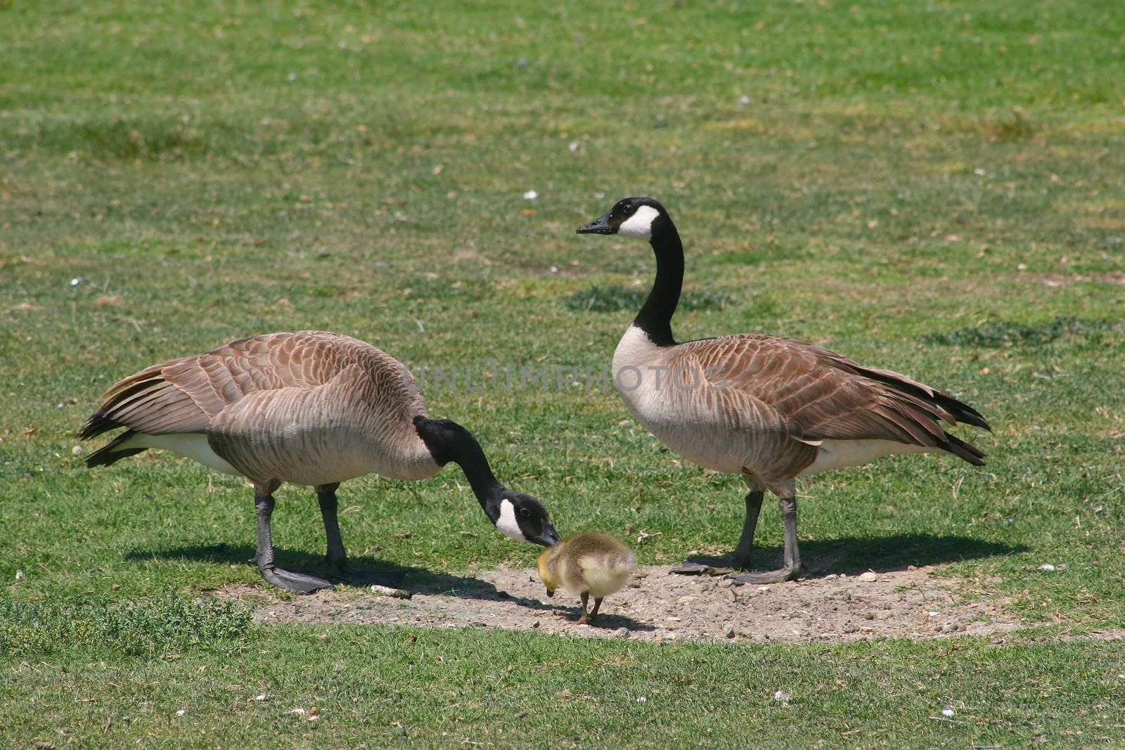Canadian Goose in Shoreline Park